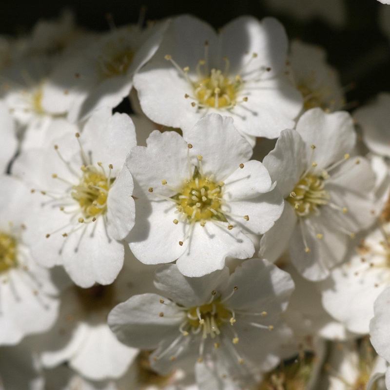 Artikelbild 3 des Artikels “Pracht-Spiere, weiß “