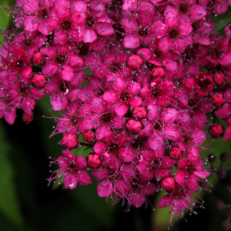 Artikelbild 3 des Artikels “Sommer-Spiere, rot “
