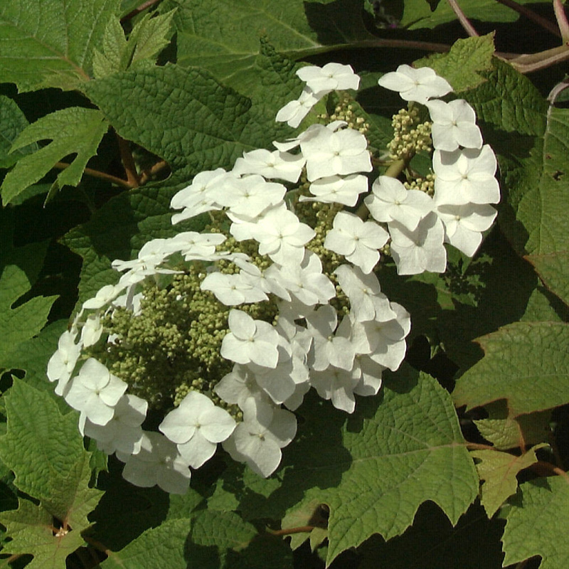 Artikelbild 3 des Artikels “Eichenblatt-Hortensie “