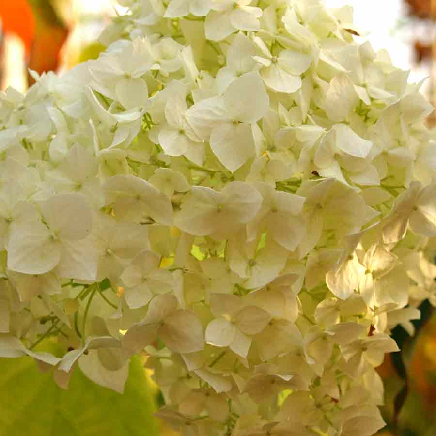 Artikelbild 3 des Artikels “Ball-Hortensie “