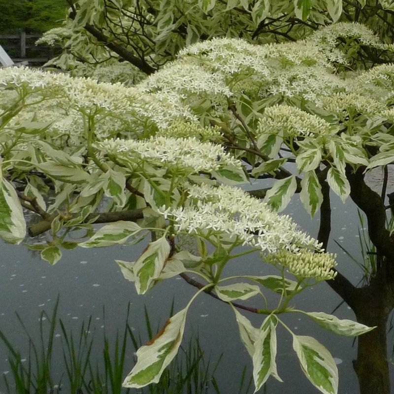 Artikelbild 3 des Artikels “Etagen-Hartriegel “