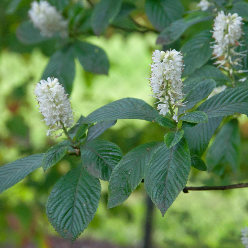 Artikelbild 3 des Artikels “Zimterle, weiß “