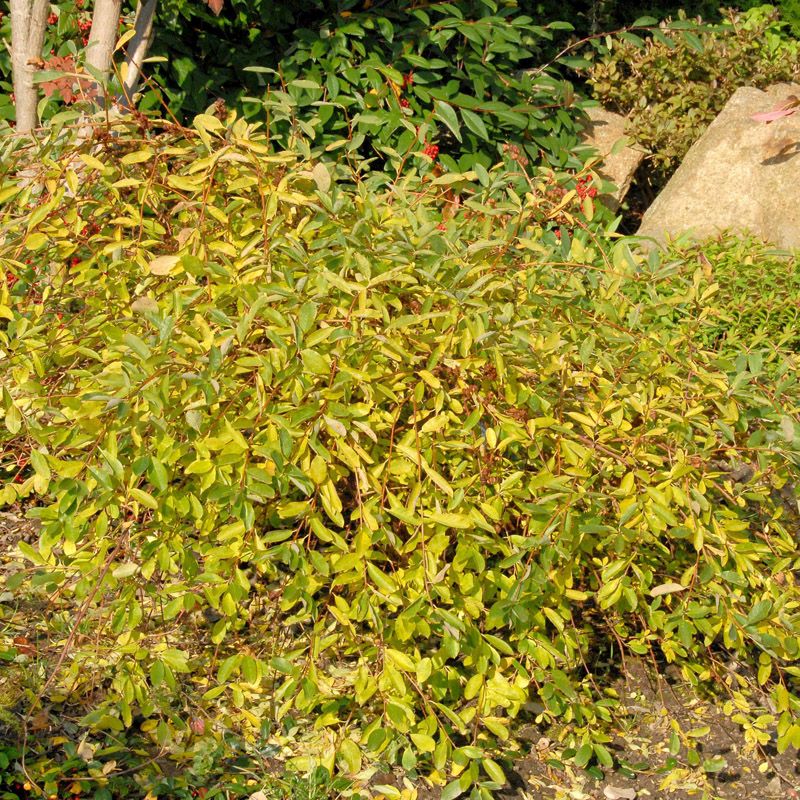 Artikelbild 3 des Artikels “Prunkspiere “