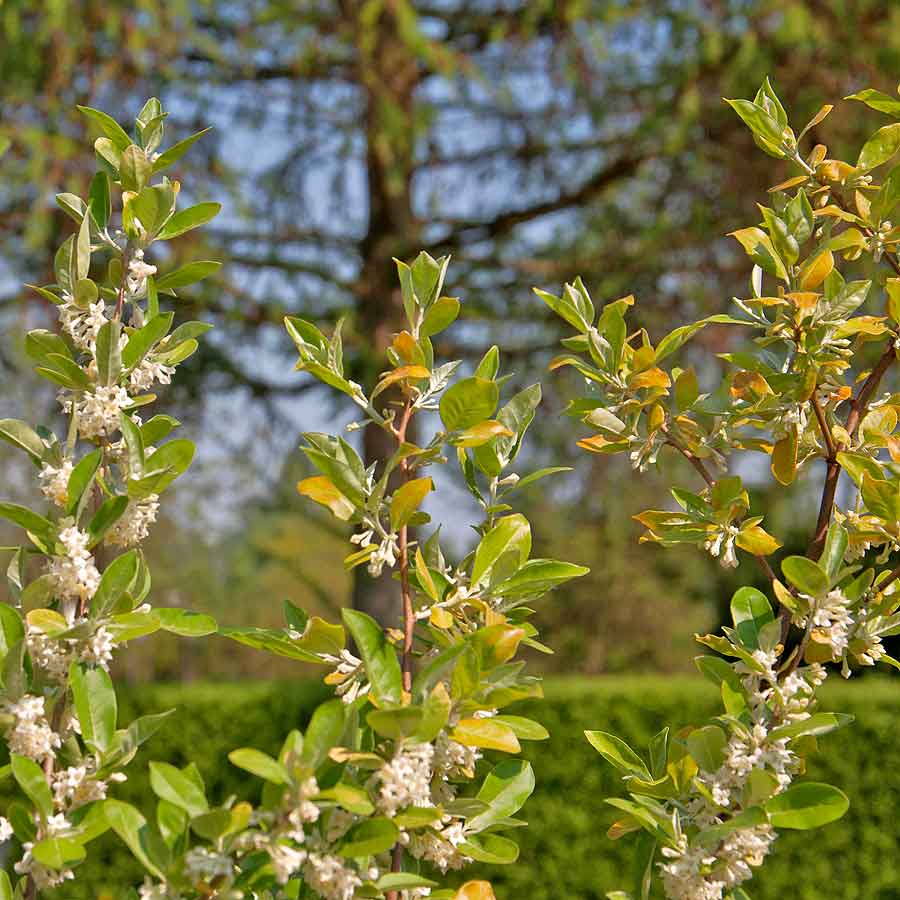 Artikelbild 3 des Artikels “Honigbeere “