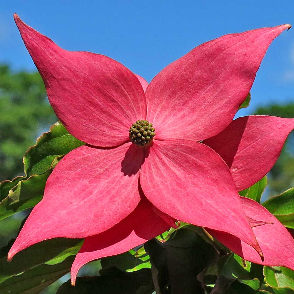 Artikelbild 3 des Artikels “Japanischer Blumen-Hartriegel “