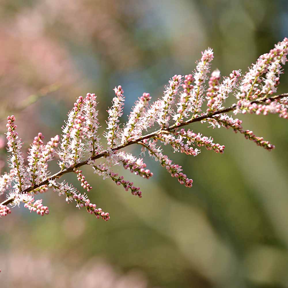 Artikelbild 3 des Artikels “Tamariske, rosa “