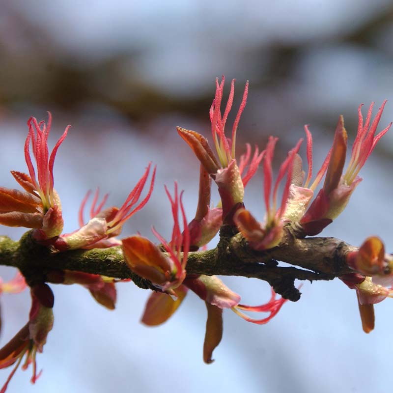 Artikelbild 3 des Artikels “Kuchenbaum “