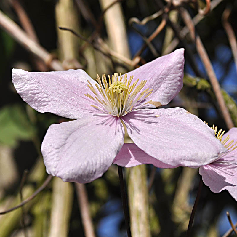 Artikelbild 3 des Artikels “Anemonen-Waldrebe, rosa “