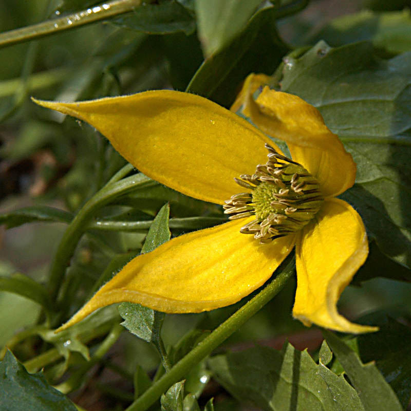 Artikelbild 3 des Artikels “Gold-Waldrebe “