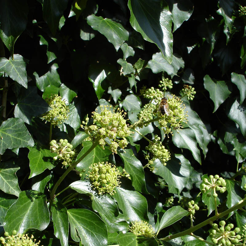 Artikelbild 3 des Artikels “Gewöhnlicher Efeu “