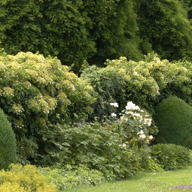 Artikelbild 3 des Artikels “Kletter-Hortensie “