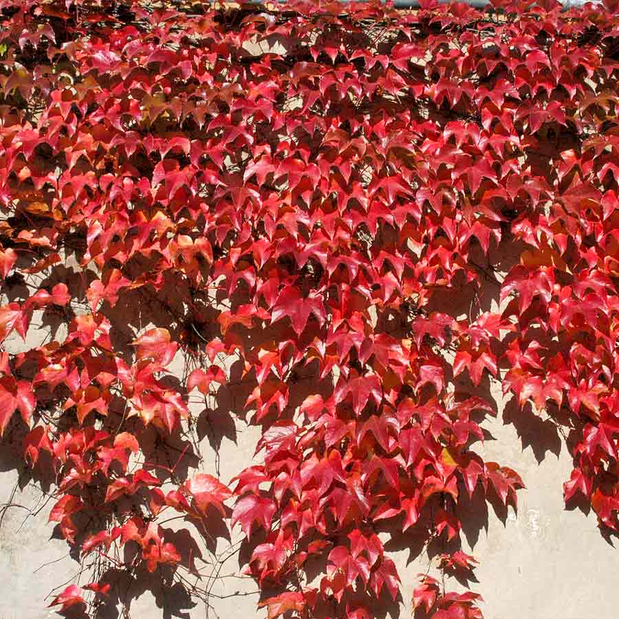 Artikelbild 3 des Artikels “Wilder Wein, Jungfernrebe “