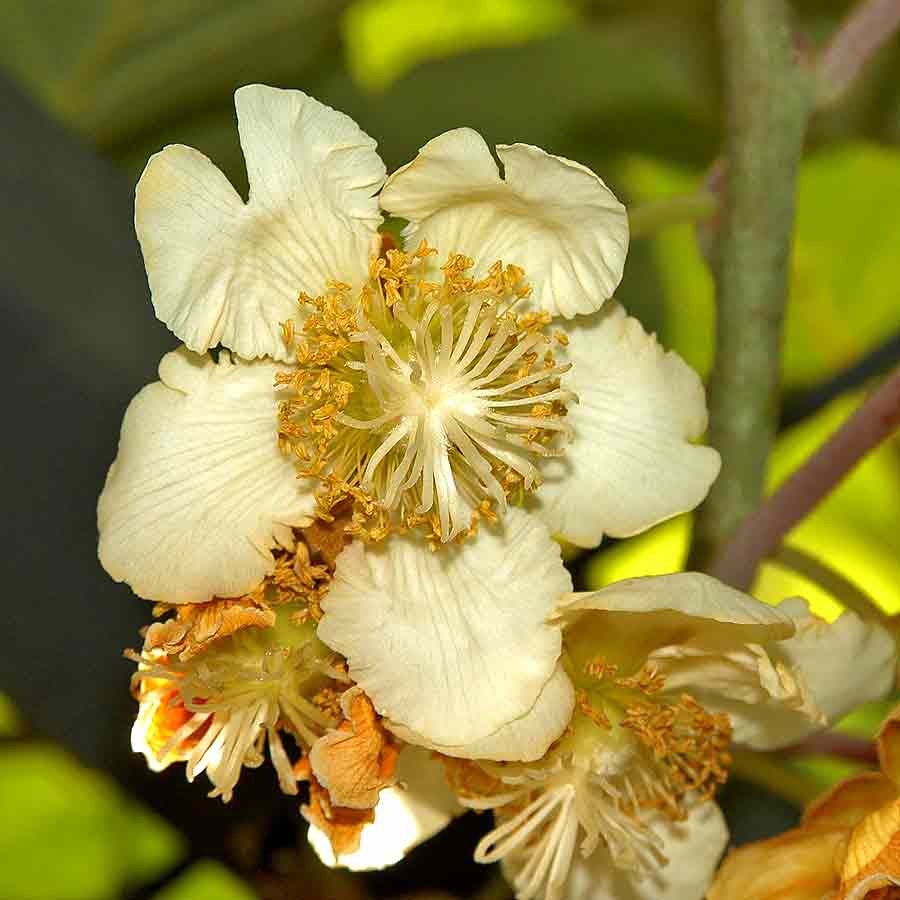 Artikelbild 3 des Artikels “Kiwi “