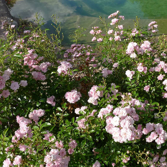 Artikelbild 3 des Artikels “Teichrandrosen rosa, 10 Stück “