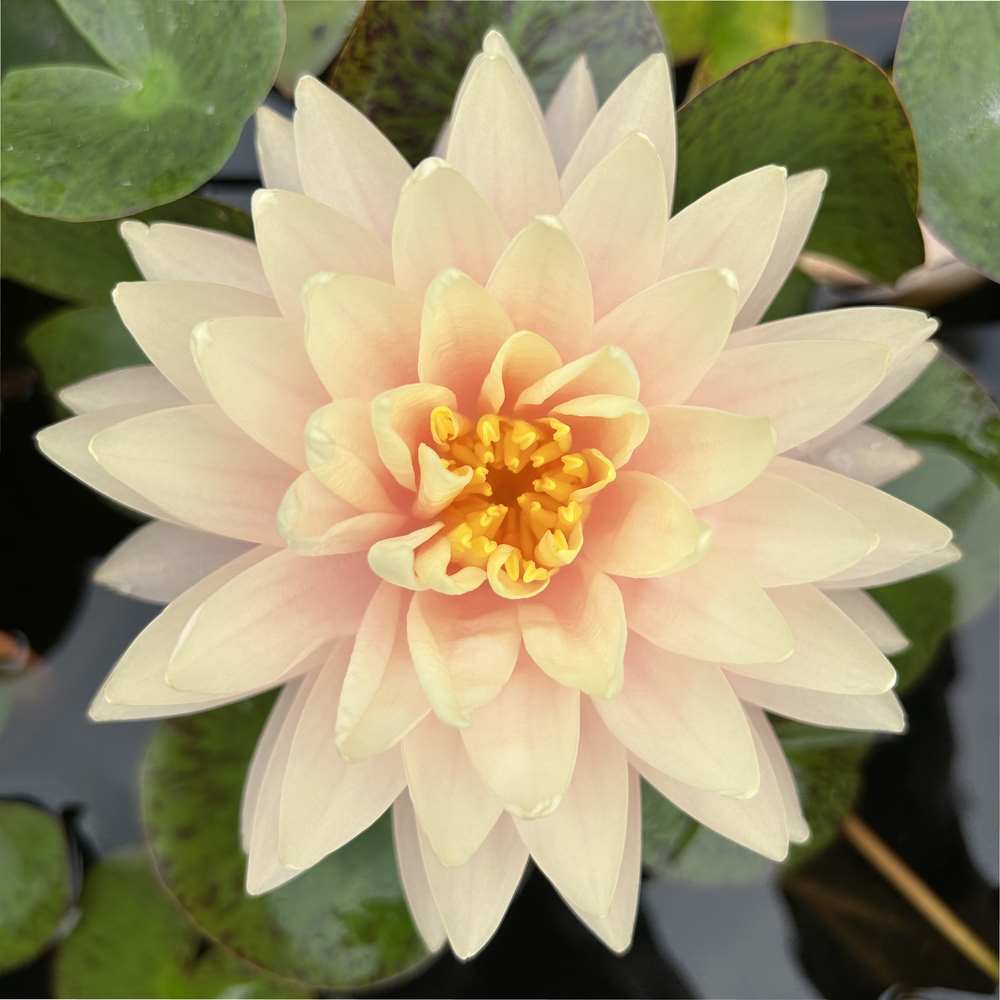 Artikelbild 3 des Artikels “Seerose Blushing Bride “