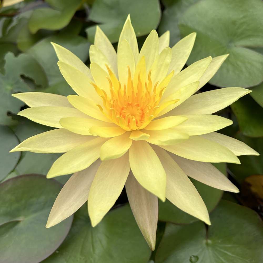 Artikelbild 3 des Artikels “Seerose Pinwaree “