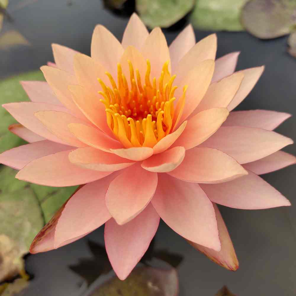 Artikelbild 3 des Artikels “Seerose Sunset glow “