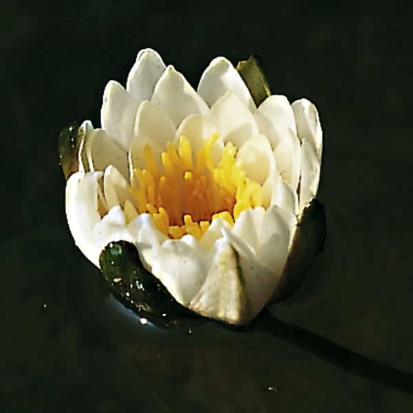 Artikelbild 3 des Artikels “Seerose Walter Pagels “