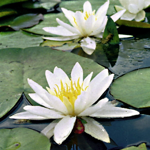 Artikelbild 3 des Artikels “Seerose Hermine “