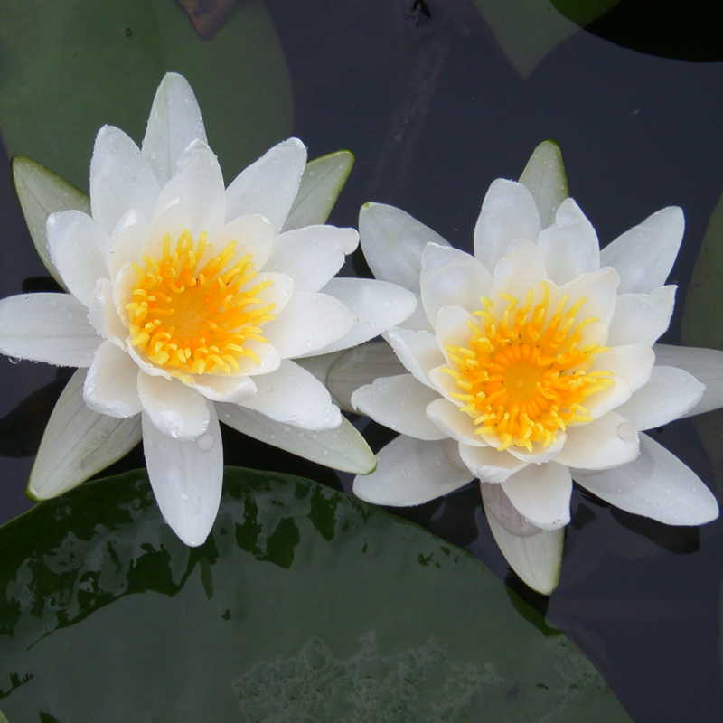 Artikelbild 3 des Artikels “Seerose 'Marliacea Albida' “