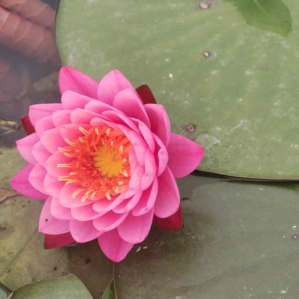 Artikelbild 3 des Artikels “Seerose Tan Khwan “