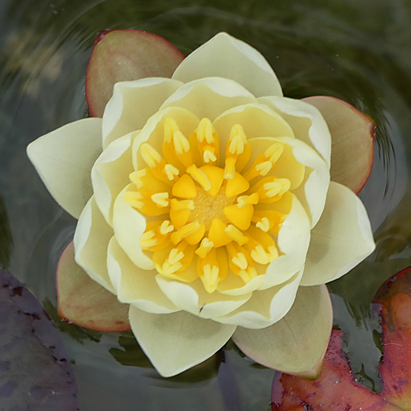 Artikelbild 3 des Artikels “Seerose Pygmaea Helvola “