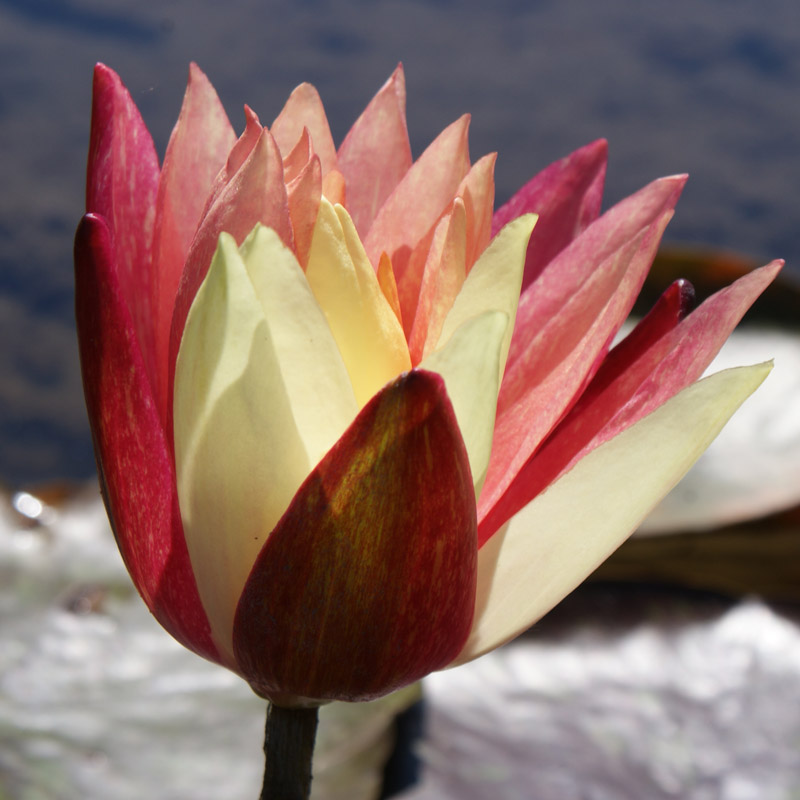 Artikelbild 3 des Artikels “Seerose Wanvisa “