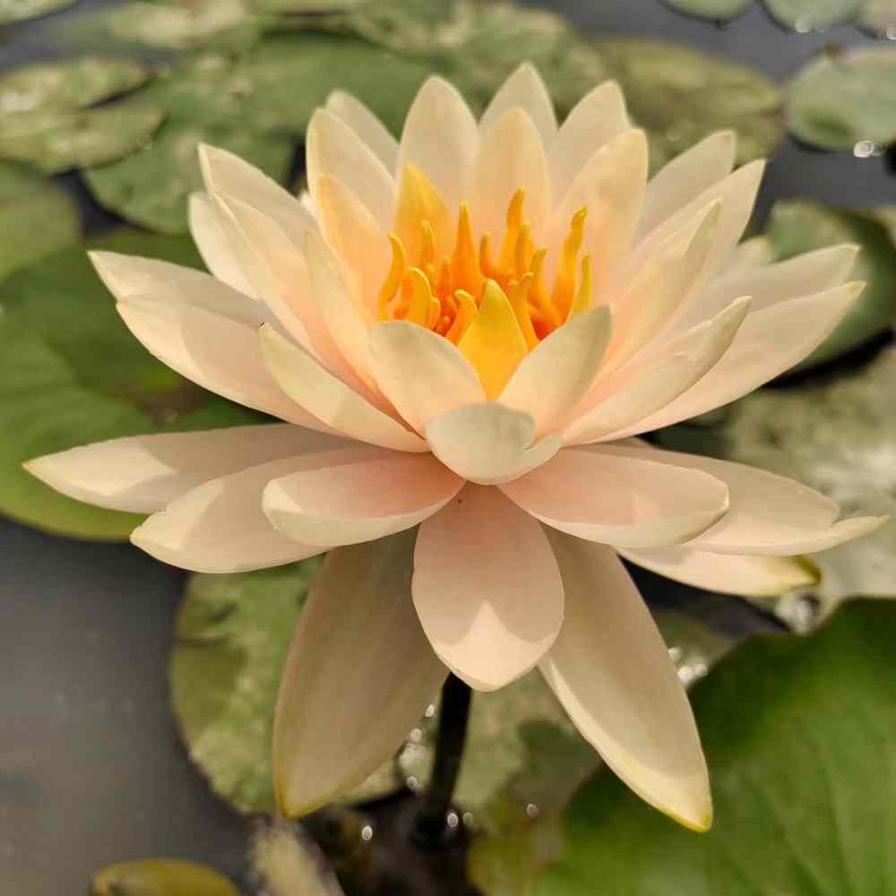 Artikelbild 3 des Artikels “Seerose Inner Light “