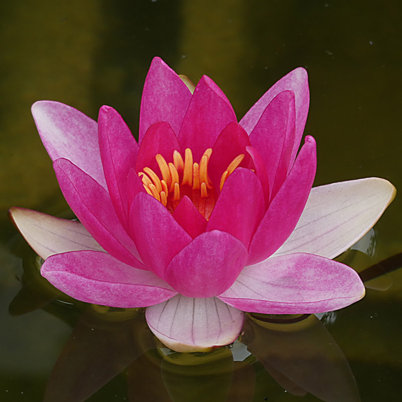 Artikelbild 3 des Artikels “Seerose Laydekeri Fulgens “