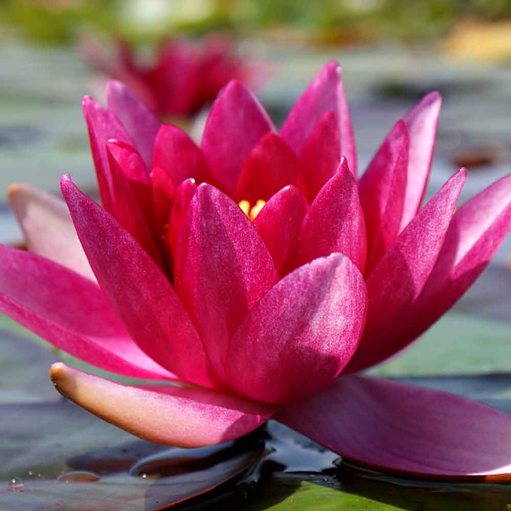 Artikelbild 3 des Artikels “Seerose Vesuve “