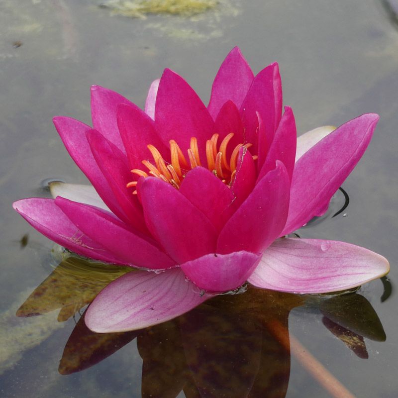 Artikelbild 3 des Artikels “Seerose Xiafei “