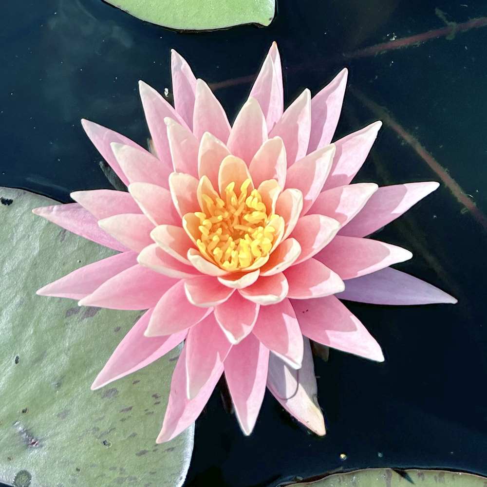 Artikelbild 3 des Artikels “Seerose Sunny Pink “