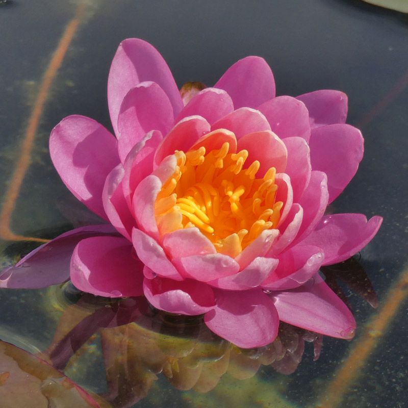 Artikelbild 3 des Artikels “Seerose Princess Elisabeth “