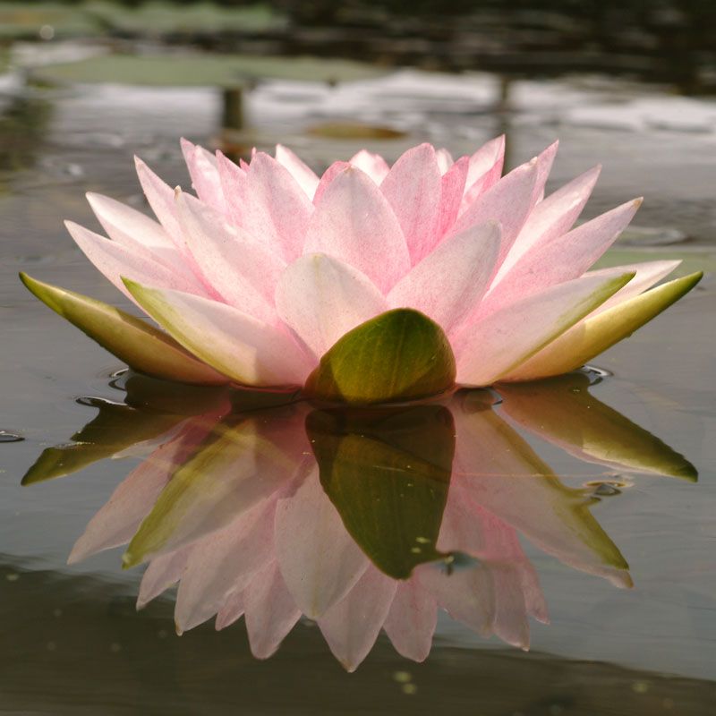 Artikelbild 3 des Artikels “Seerose Hollandia “