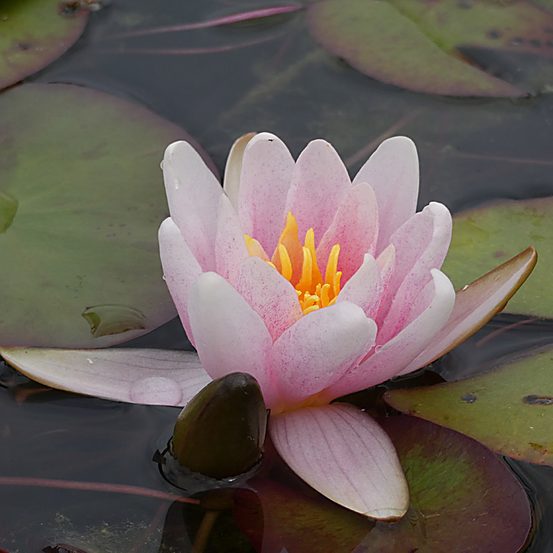 Artikelbild 3 des Artikels “Seerose Mary Patricia “