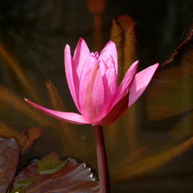 Artikelbild 3 des Artikels “Seerose Mayla “