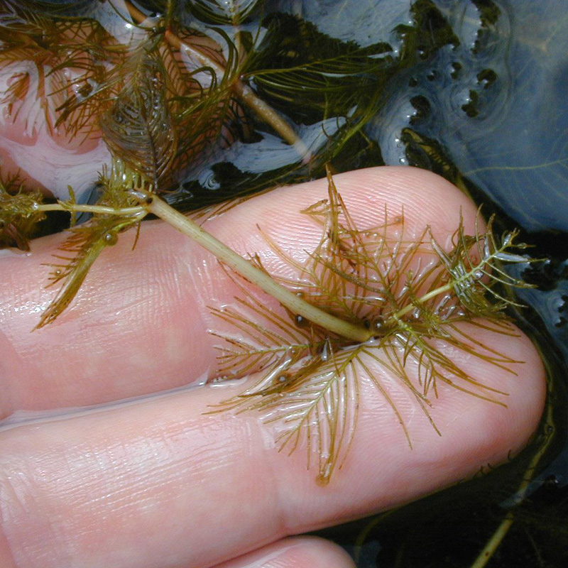 Artikelbild 3 des Artikels “Tausendblatt “