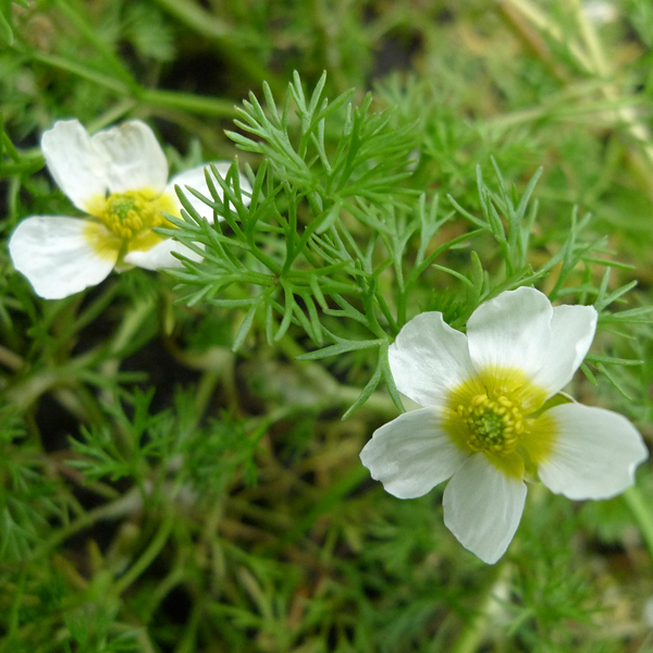 Artikelbild 3 des Artikels “Wasser-Hahnenfuss “