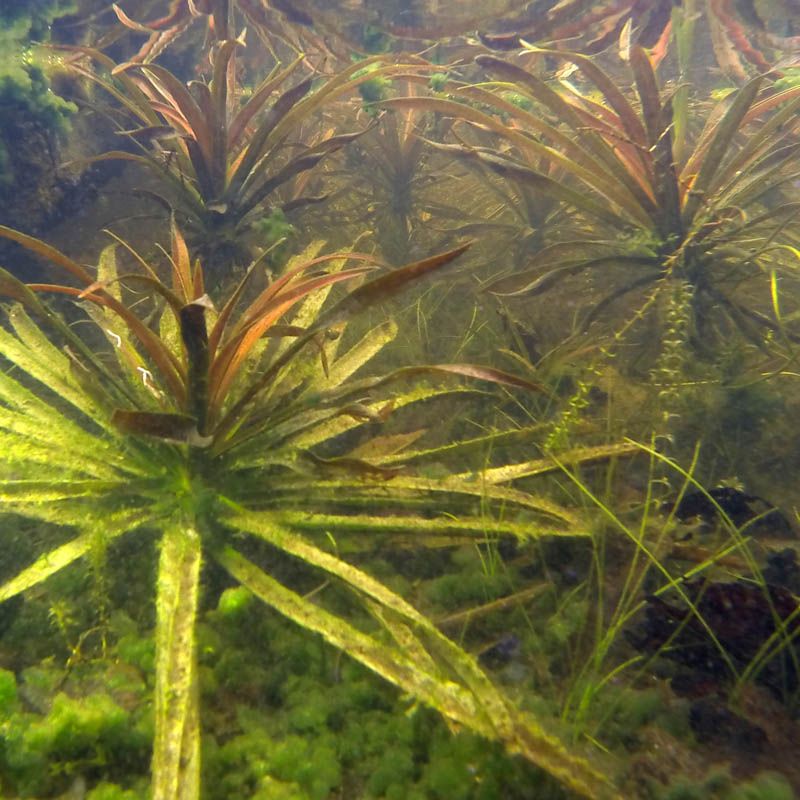 Artikelbild 3 des Artikels “Krebsschere “