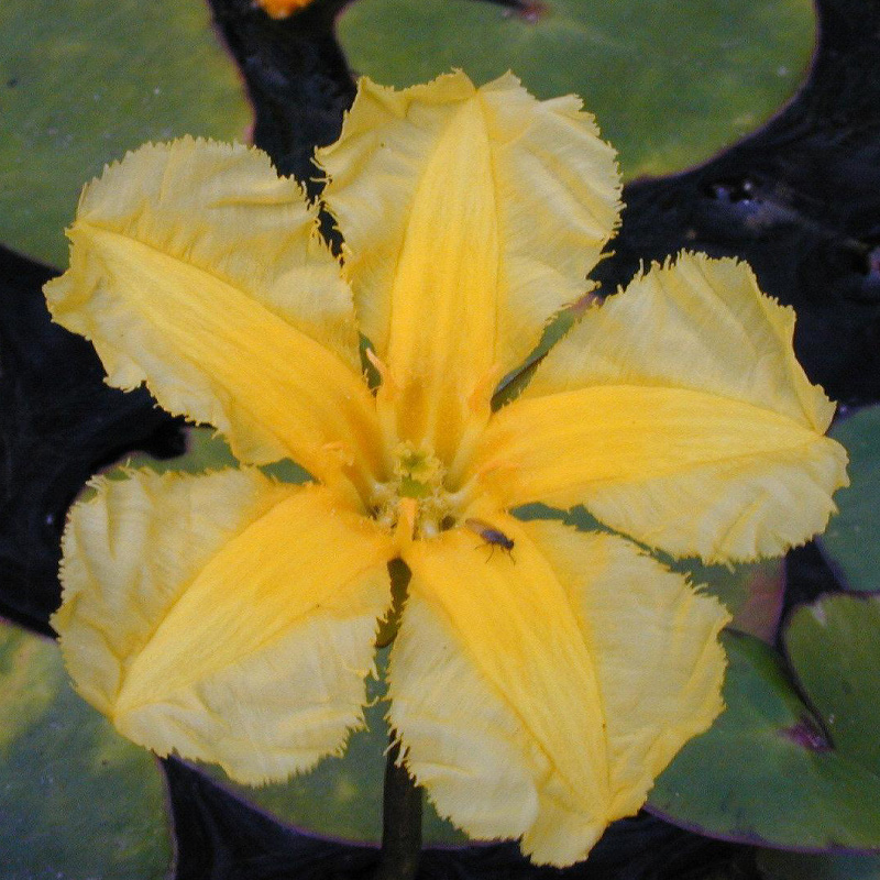 Artikelbild 3 des Artikels “Seekanne “