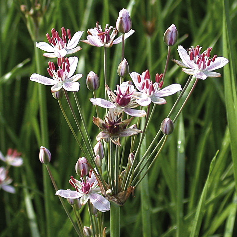 Artikelbild 3 des Artikels “Schwanenblume “