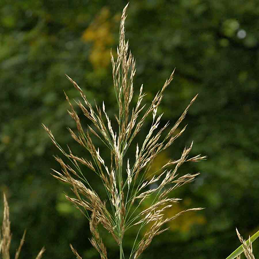 Artikelbild 3 des Artikels “Schilfrohr “