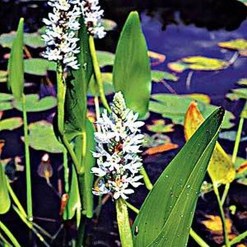 Artikelbild 3 des Artikels “Hechtkraut, weiß “