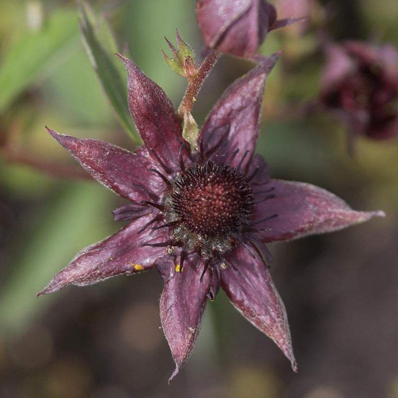 Artikelbild 3 des Artikels “Sumpf-Blutauge “