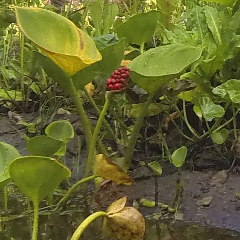 Artikelbild 3 des Artikels “Sumpf-Calla “