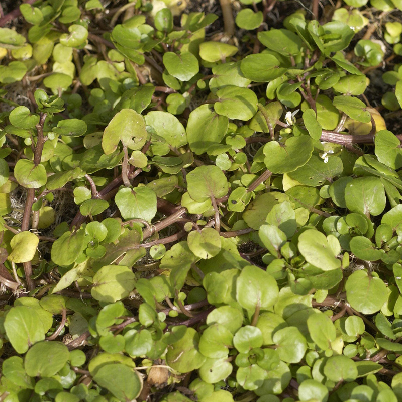 Artikelbild 3 des Artikels “Brunnenkresse “