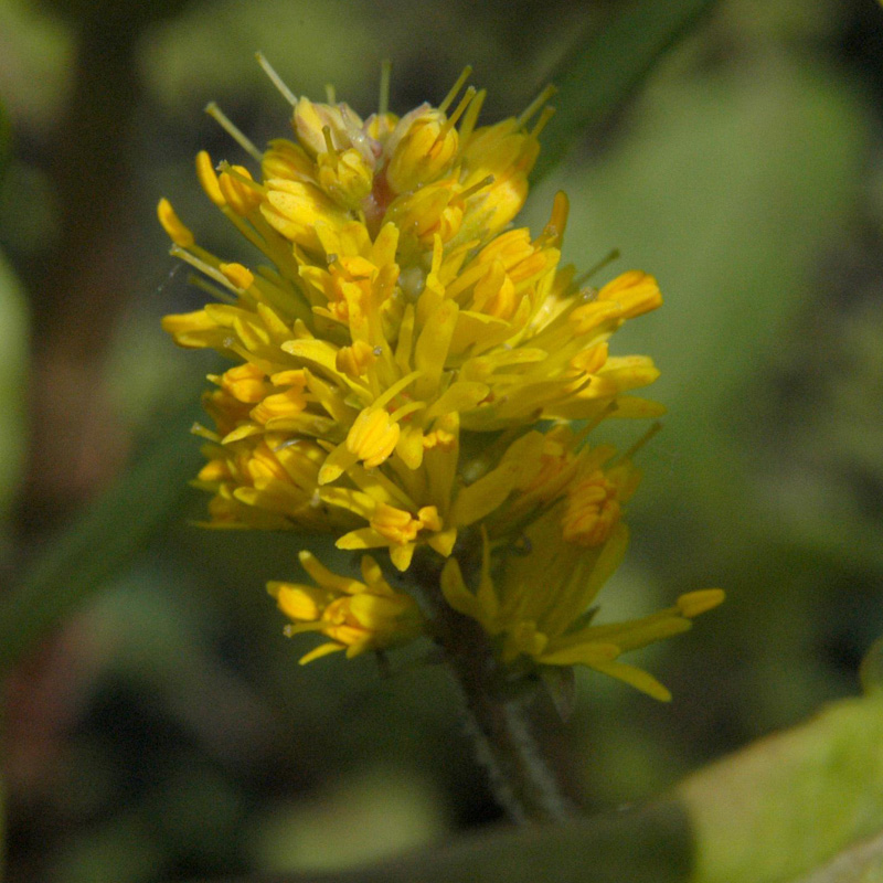 Artikelbild 3 des Artikels “Strauß-Gilbweiderich “