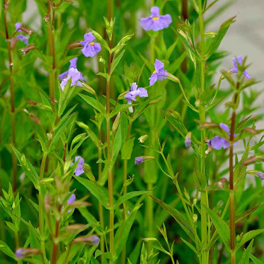 Artikelbild 3 des Artikels “Gauklerblume, blau “