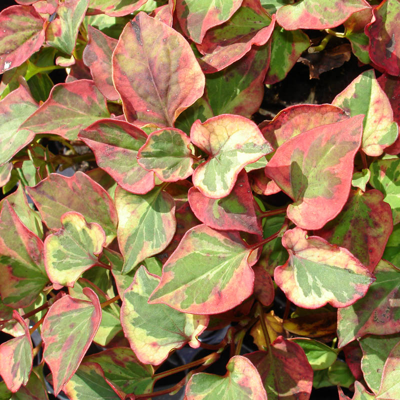 Artikelbild 3 des Artikels “Houttuynie, Bunte “