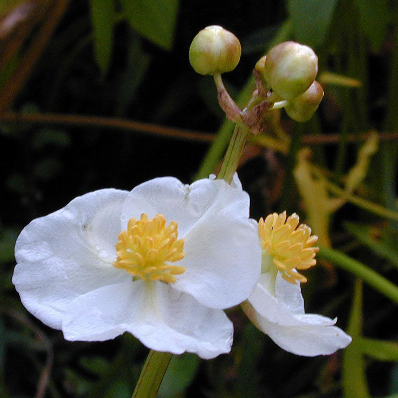 Artikelbild 3 des Artikels “Breitblättriges Pfeilblatt “